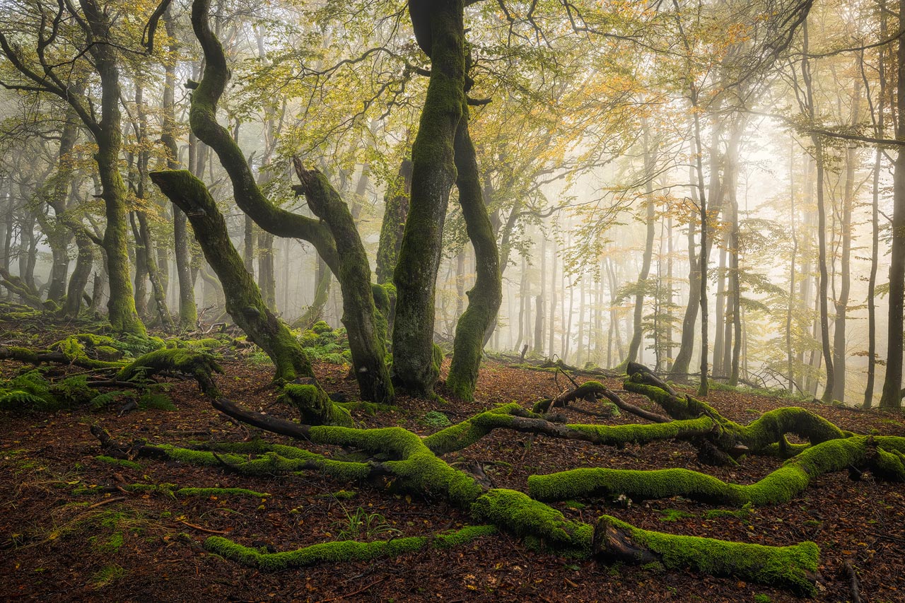 Magical light bathes an old beech forest into golden light.