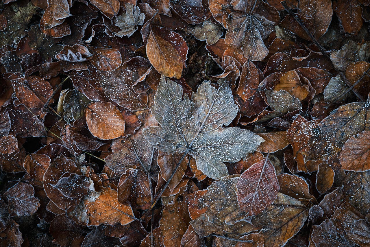 An ensemble of frost covered autumn leaves, photographed in a local forest.