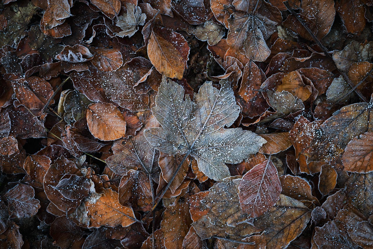 Fallen An ensemble of frost covered autumn leaves, photographed in a local forest.