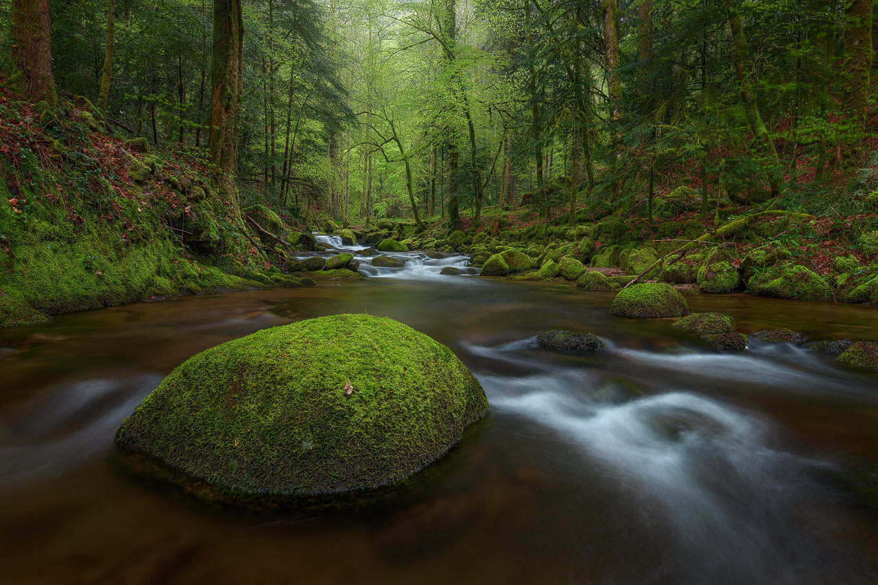 The Grobbach river in the lush, green Black Forest at springtime.