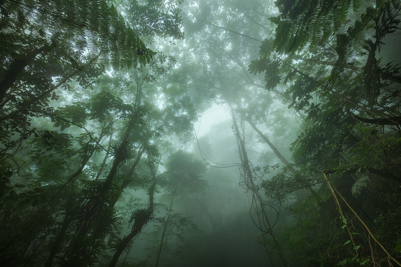 Mist and Rain drifts through the cloud forest in the hills of Santa Marta.