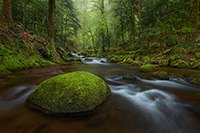 German Rainforest - Germany Thumbnail
