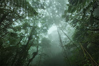 Cloud Forest - Colombia Thumbnail